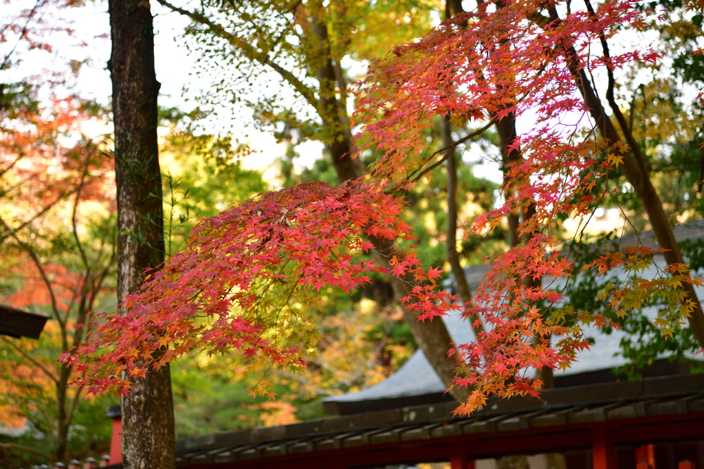 秋・奈良公園