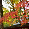 秋・奈良公園