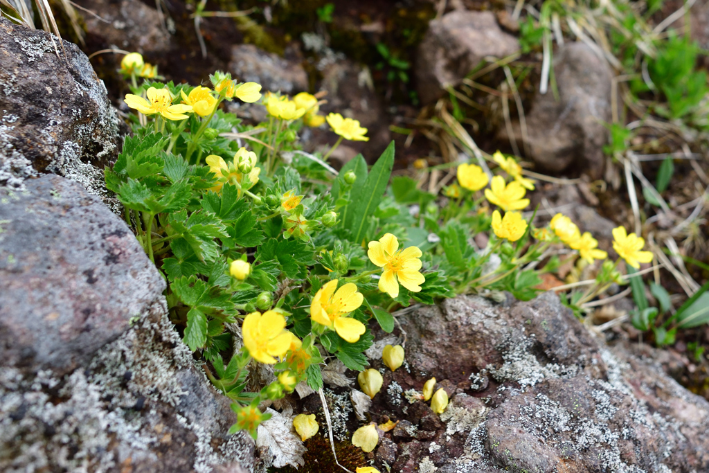 八ヶ岳の花