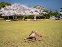 2025年春・奈良公園