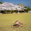 2025年春・奈良公園
