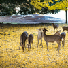 秋・奈良公園