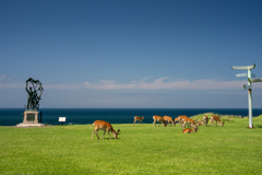 宗谷岬公園・海の見える奈良公園？