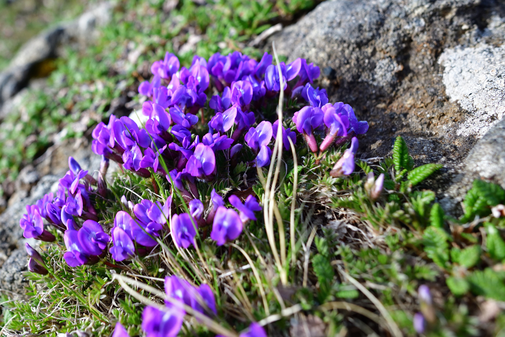 八ヶ岳の花　オヤマノエンドウ