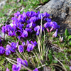 八ヶ岳の花　オヤマノエンドウ
