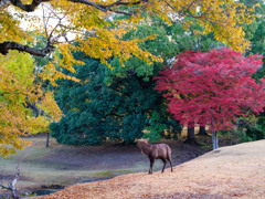 2024年・晩秋の奈良公園