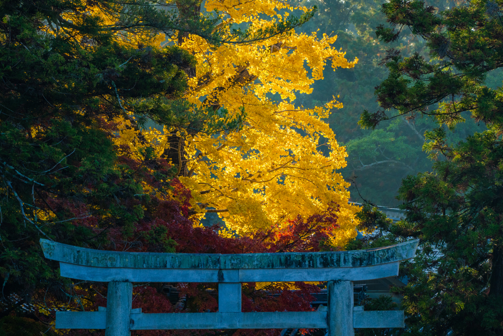 奈良公園