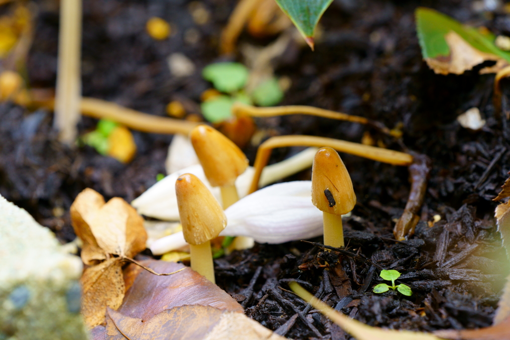 庭に生えてきたキノコ