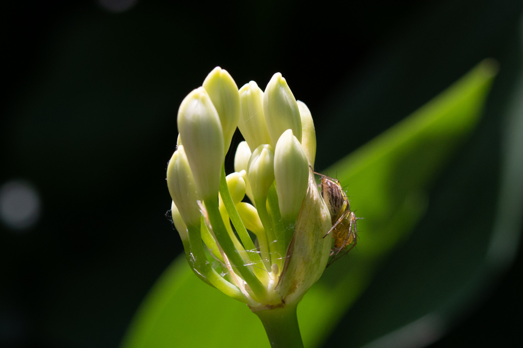 梅雨の合間　庭の花