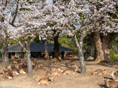 2025年春・奈良公園