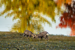 奈良公園