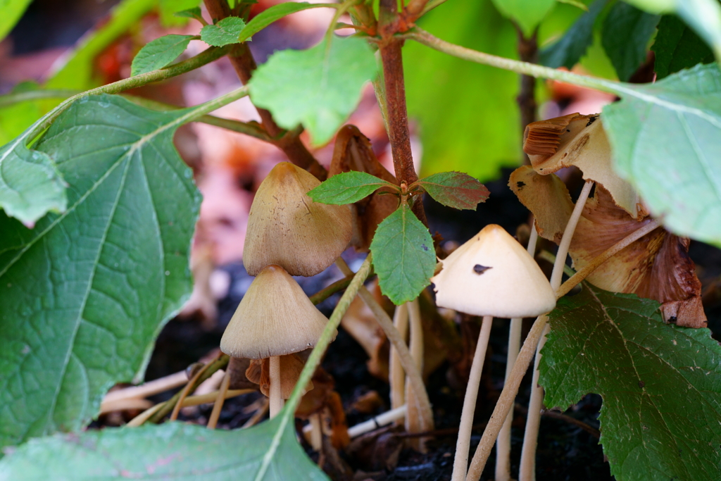 庭に生えてきたキノコ