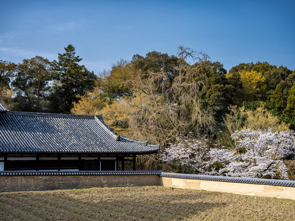 2025年春・奈良公園　東大寺供田