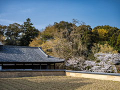 2025年春・奈良公園　東大寺供田