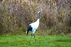 鶴居村のタンチョウ