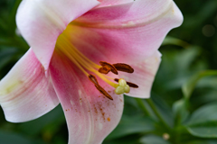 梅雨の合間　庭の花