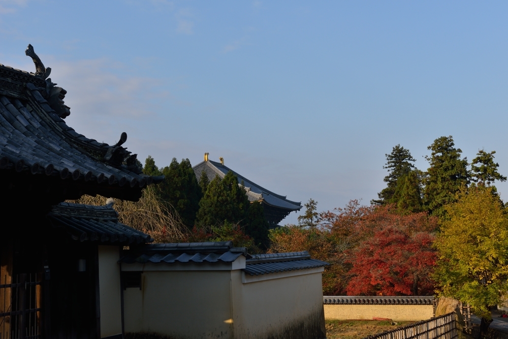 1211奈良公園7