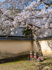2025年春・奈良公園