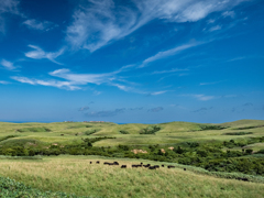 宗谷丘陵の風景