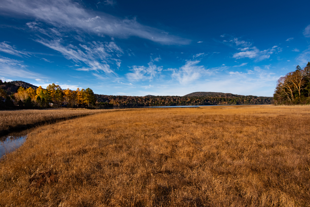 尾瀬沼　大江湿原