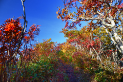 藻琴山への登山道