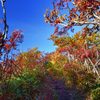 藻琴山への登山道