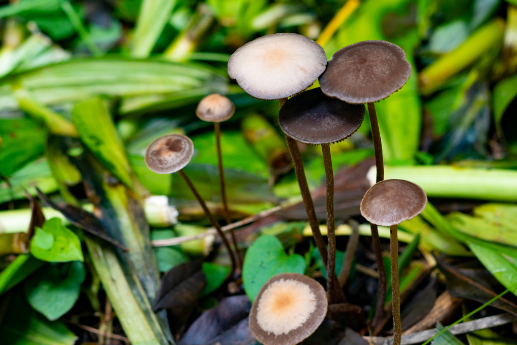 庭に生えてきたキノコ