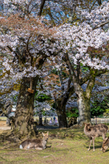 2025年春・奈良公園
