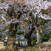 2025年春・奈良公園