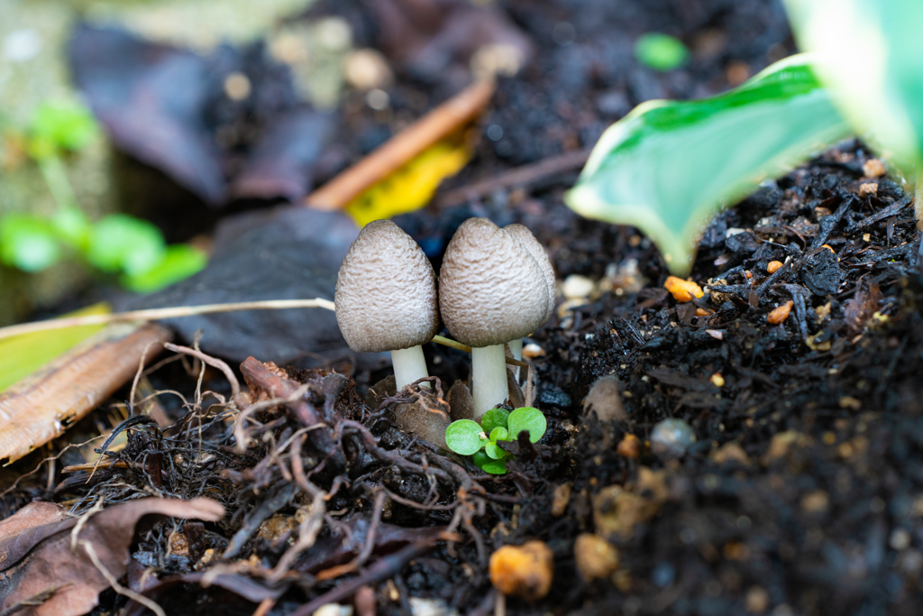 庭に生えてきたキノコ