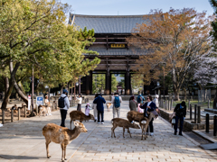 2025年春・奈良公園