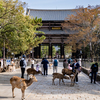 2025年春・奈良公園
