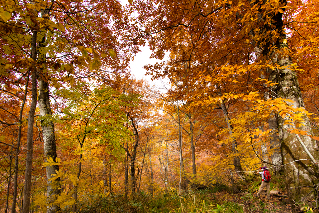 尾瀬　裏燧林道