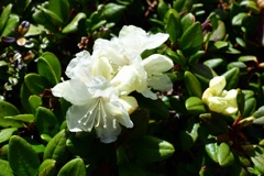 八ヶ岳の花　キバナシャクナゲ