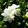 八ヶ岳の花　キバナシャクナゲ