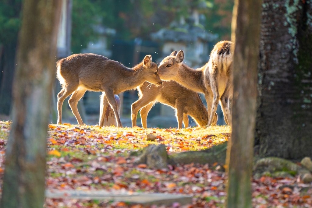 奈良公園