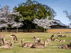 2025年春・奈良公園