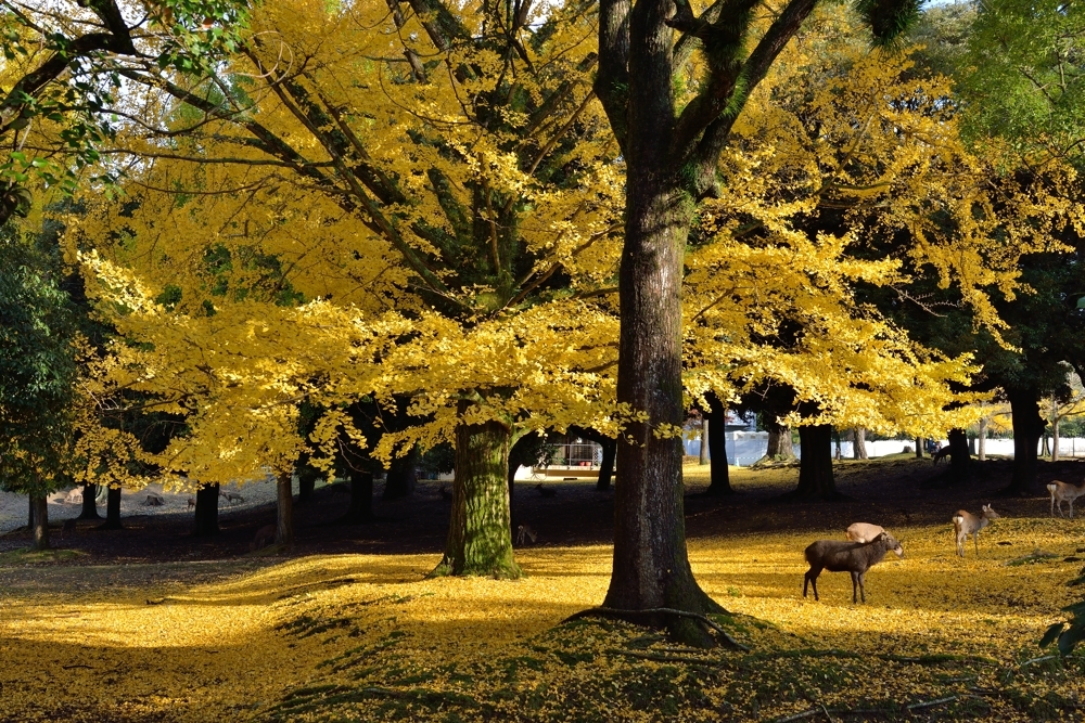 1211奈良公園3