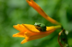 蓼科の花2