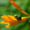 蓼科の花2