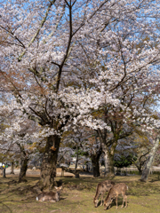 2025年春・奈良公園