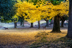 2024年・晩秋の奈良公園