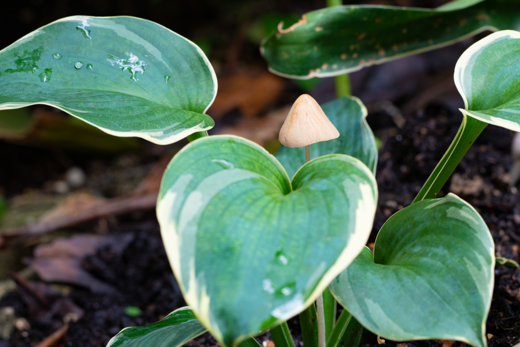 庭に生えてきたキノコ