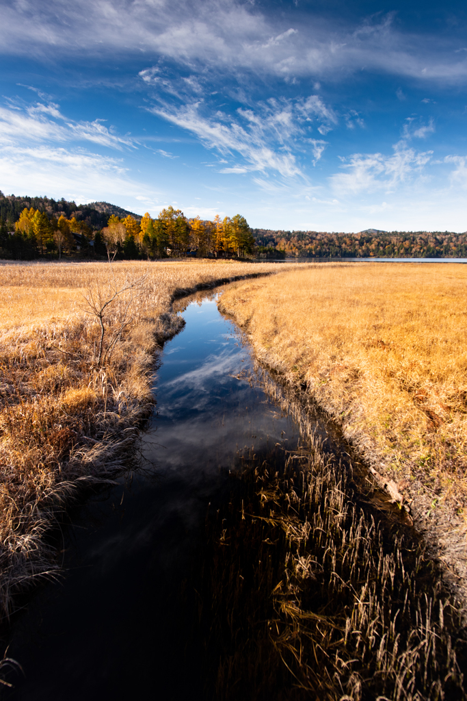 尾瀬沼　大江湿原
