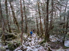 北八ヶ岳の森