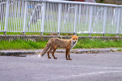 稚内・キツネもウロチョロ