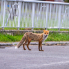 稚内・キツネもウロチョロ