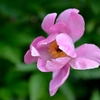 蓼科の花1