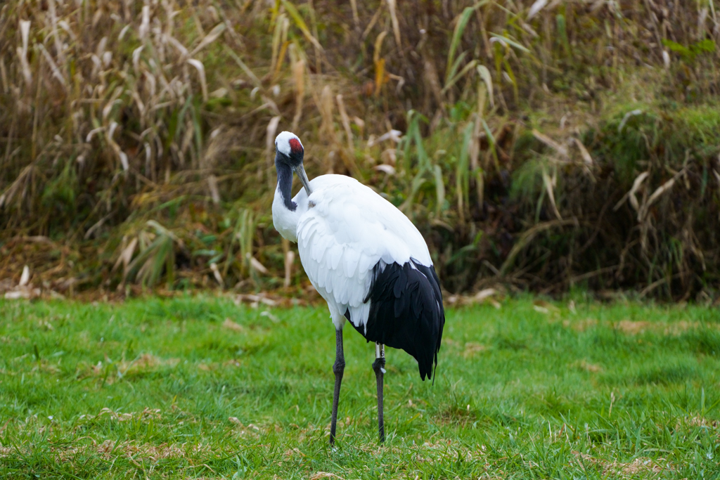 鶴居村のタンチョウ