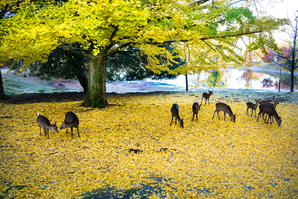 秋・奈良公園